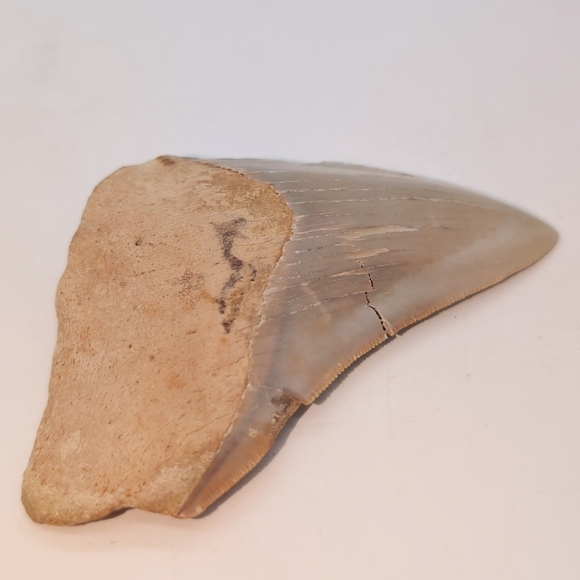 Real Otodus Megalodon Fossilized Shark Tooth 3.25 - Picture 2 of 11